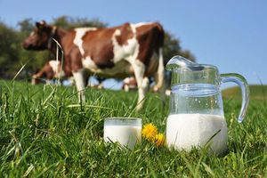alergia alimentaria a la leche de vaca