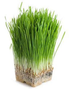 Green Barley Plus, quemagrasas, supresor del apetito y desintoxicante